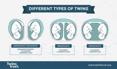 Fraternal (Nonidentical) Twins: Types, Genes, Parenting.